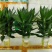 观音竹富贵竹水培植物带根花卉绿植绿色室内盆栽转运竹子水养好养