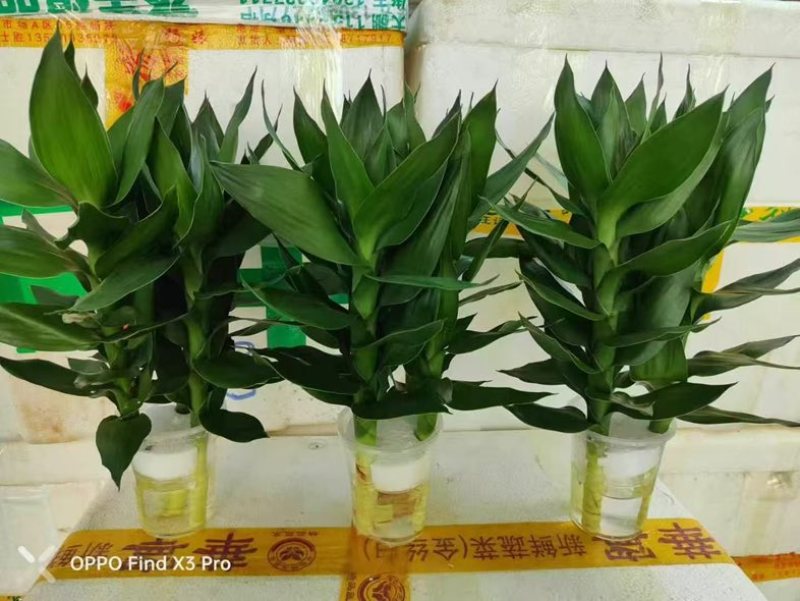 观音竹富贵竹水培植物带根花卉绿植绿色室内盆栽转运竹子水养好养