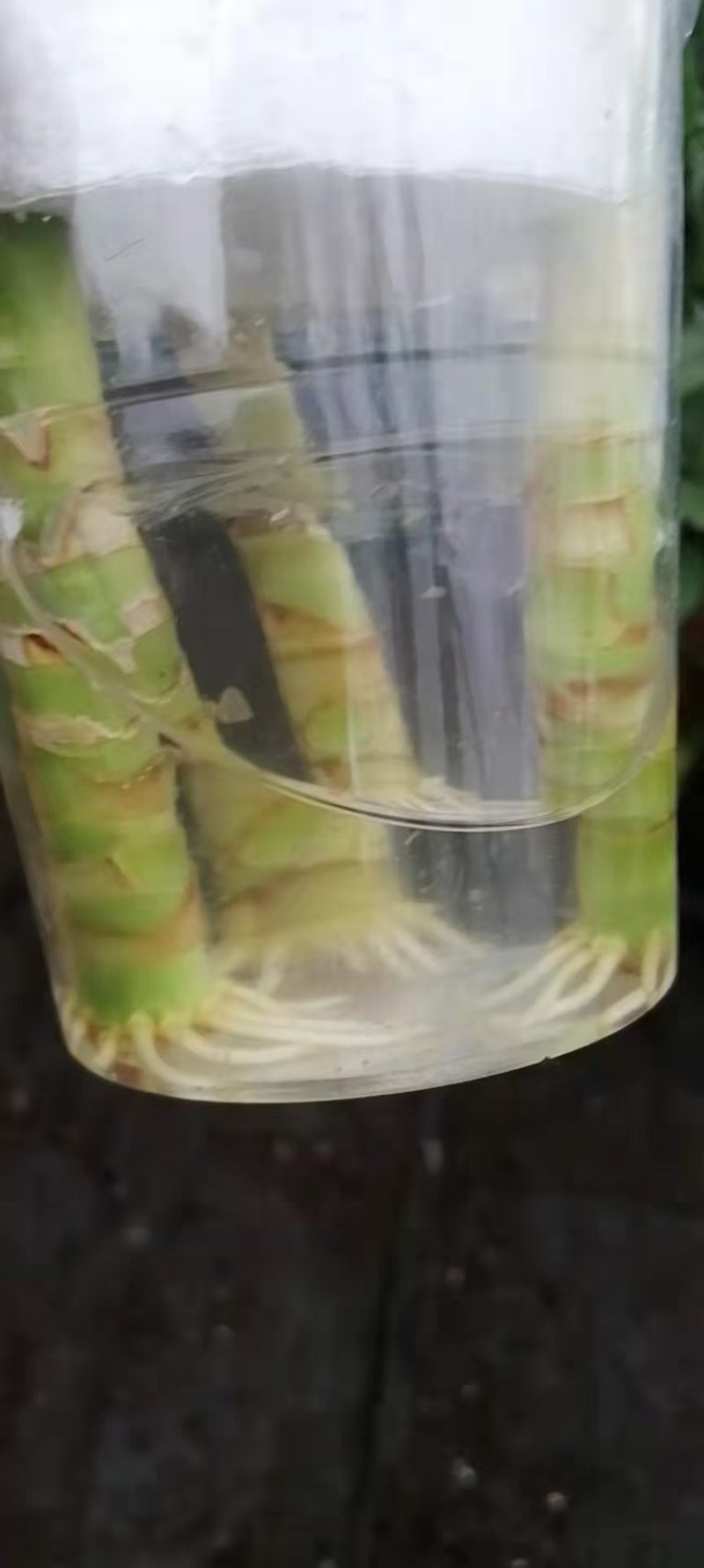 观音竹富贵竹水培植物带根花卉绿植绿色室内盆栽转运竹子水养好养