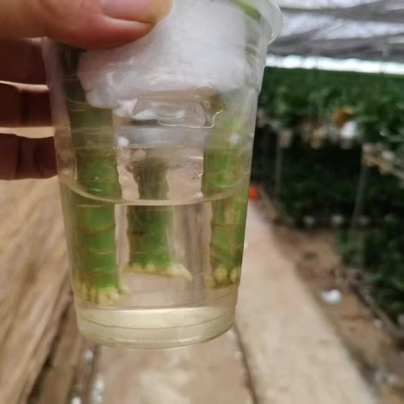 观音竹富贵竹水培植物带根花卉绿植绿色室内盆栽转运竹子水养好养