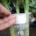 观音竹富贵竹水培植物带根花卉绿植绿色室内盆栽转运竹子水养好养