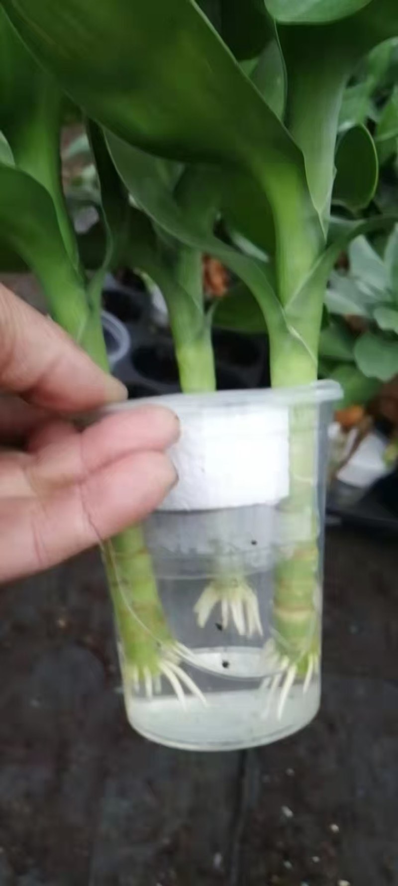 观音竹富贵竹水培植物带根花卉绿植绿色室内盆栽转运竹子水养好养