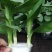 观音竹富贵竹水培植物带根花卉绿植绿色室内盆栽转运竹子水养好养