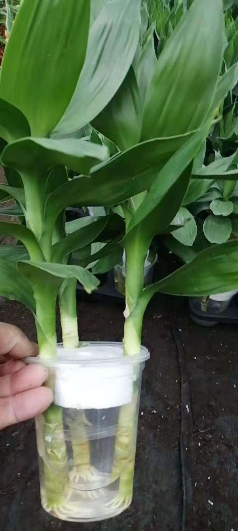 观音竹富贵竹水培植物带根花卉绿植绿色室内盆栽转运竹子水养好养