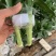 观音竹富贵竹水培植物带根花卉绿植绿色室内盆栽转运竹子水养好养