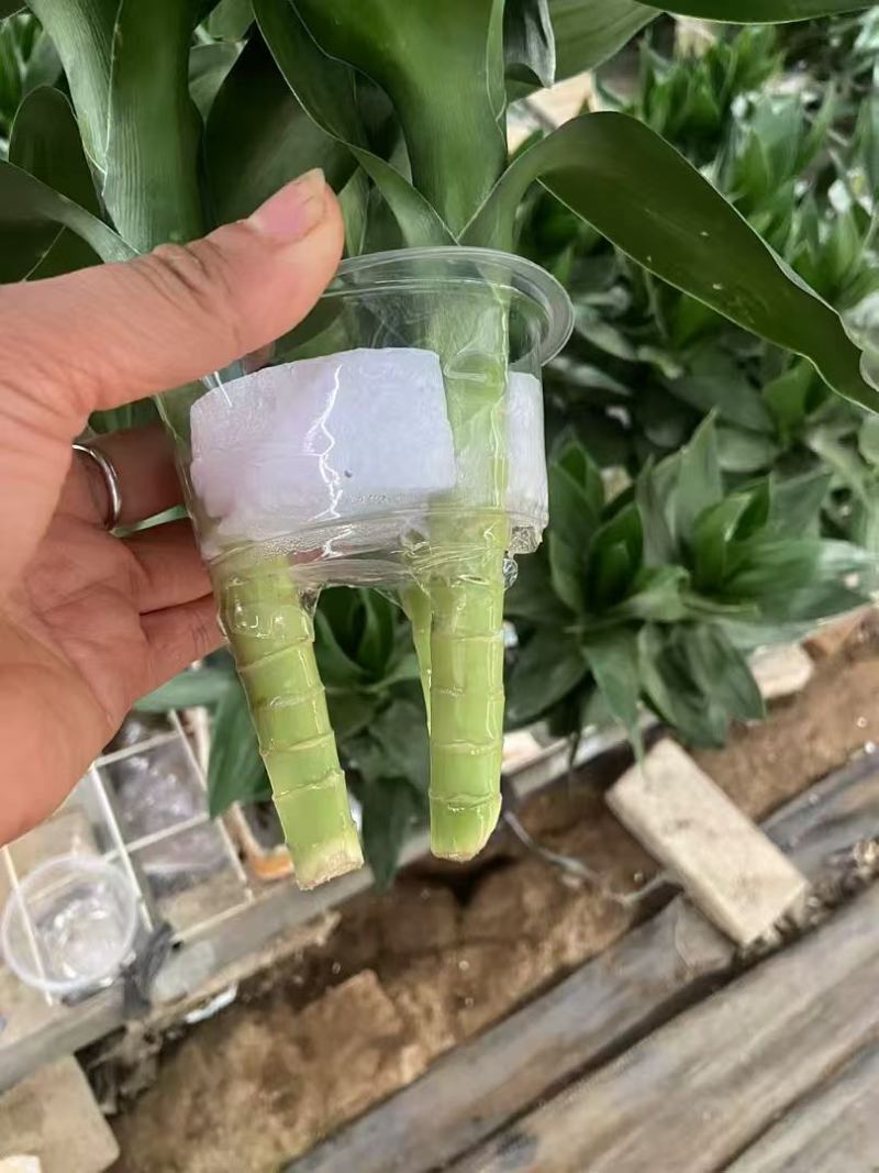 观音竹富贵竹水培植物带根花卉绿植绿色室内盆栽转运竹子水养好养