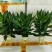 观音竹富贵竹水培植物带根花卉绿植绿色室内盆栽转运竹子水养好养