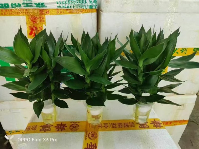 观音竹富贵竹水培植物带根花卉绿植绿色室内盆栽转运竹子水养好养