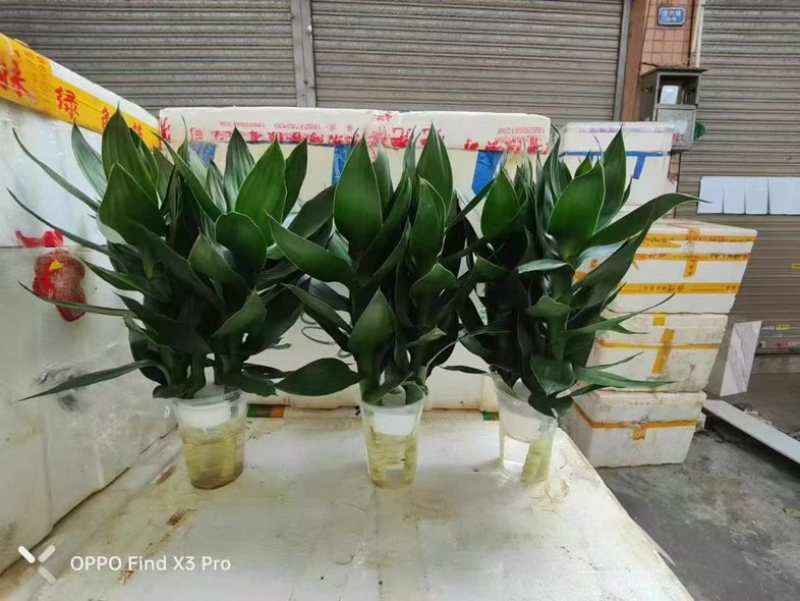 观音竹富贵竹水培植物带根花卉绿植绿色室内盆栽转运竹子水养好养