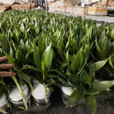 观音竹富贵竹水培植物带根花卉绿植绿色室内盆栽转运竹子水养好养
