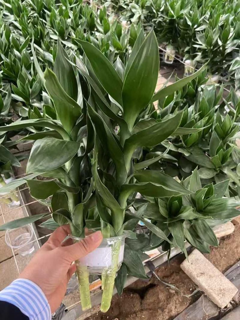 观音竹富贵竹水培植物带根花卉绿植绿色室内盆栽转运竹子水养好养