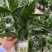 观音竹富贵竹水培植物带根花卉绿植绿色室内盆栽转运竹子水养好养