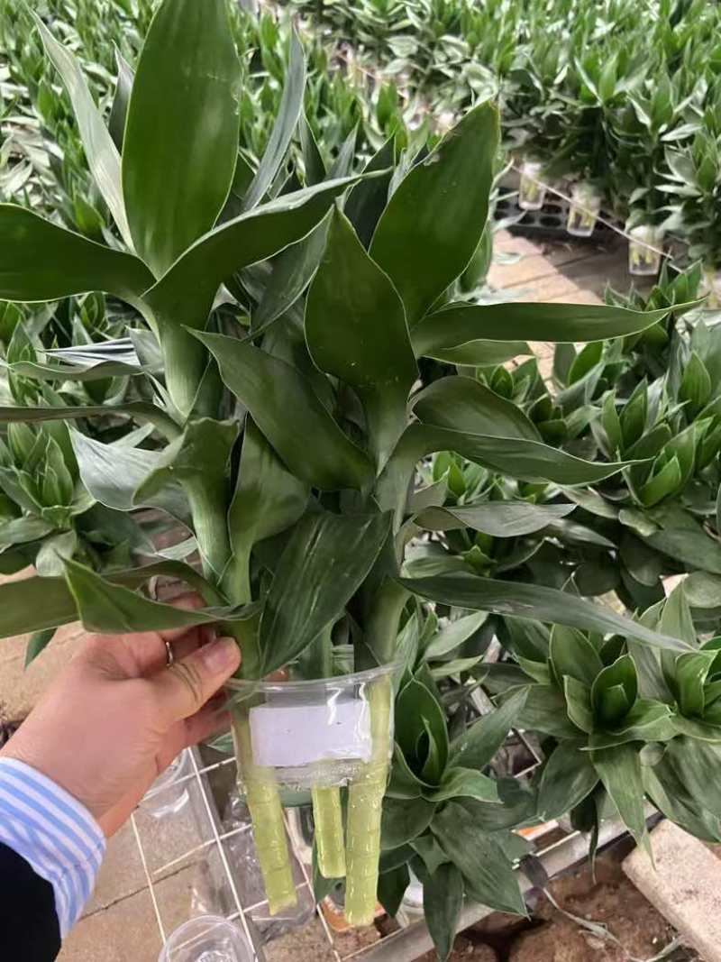 观音竹富贵竹水培植物带根花卉绿植绿色室内盆栽转运竹子水养好养