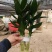 观音竹富贵竹水培植物带根花卉绿植绿色室内盆栽转运竹子水养好养