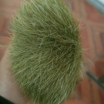 猪宝
