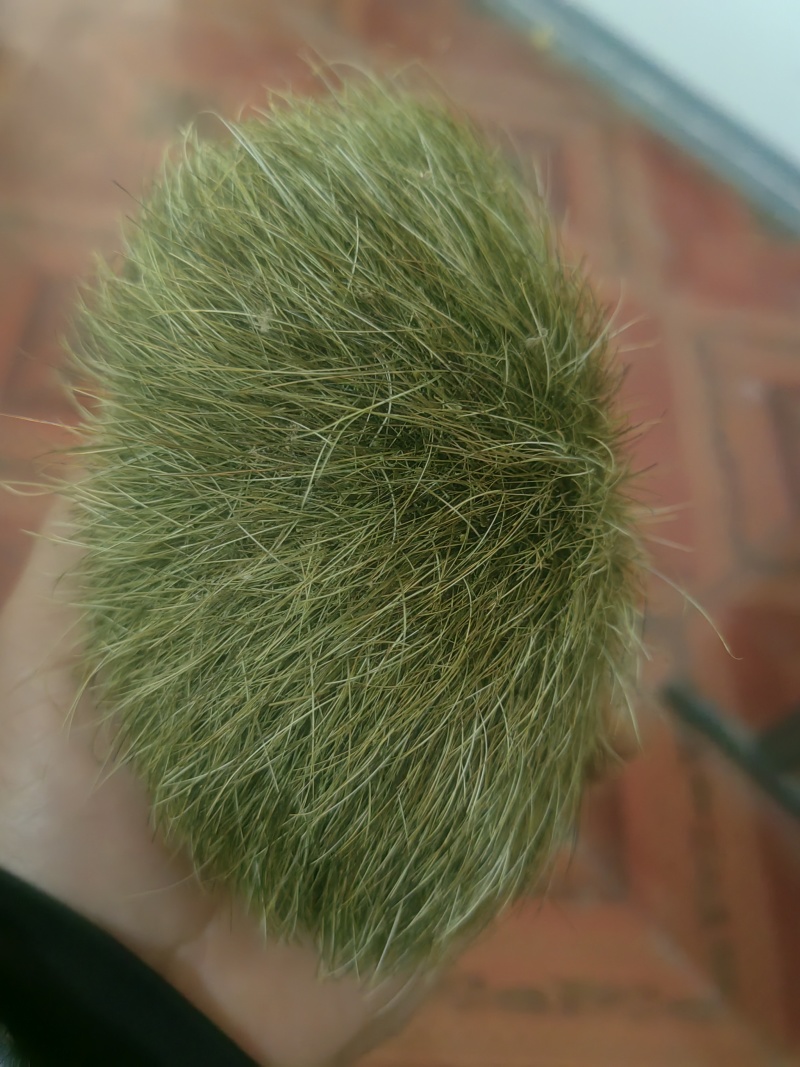 猪宝
