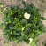 栀子花盆栽带花苞四季开花室内桌面绿植大叶老桩浓香好养水培植物