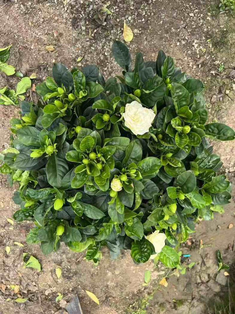 栀子花盆栽带花苞四季开花室内桌面绿植大叶老桩浓香好养水培植物