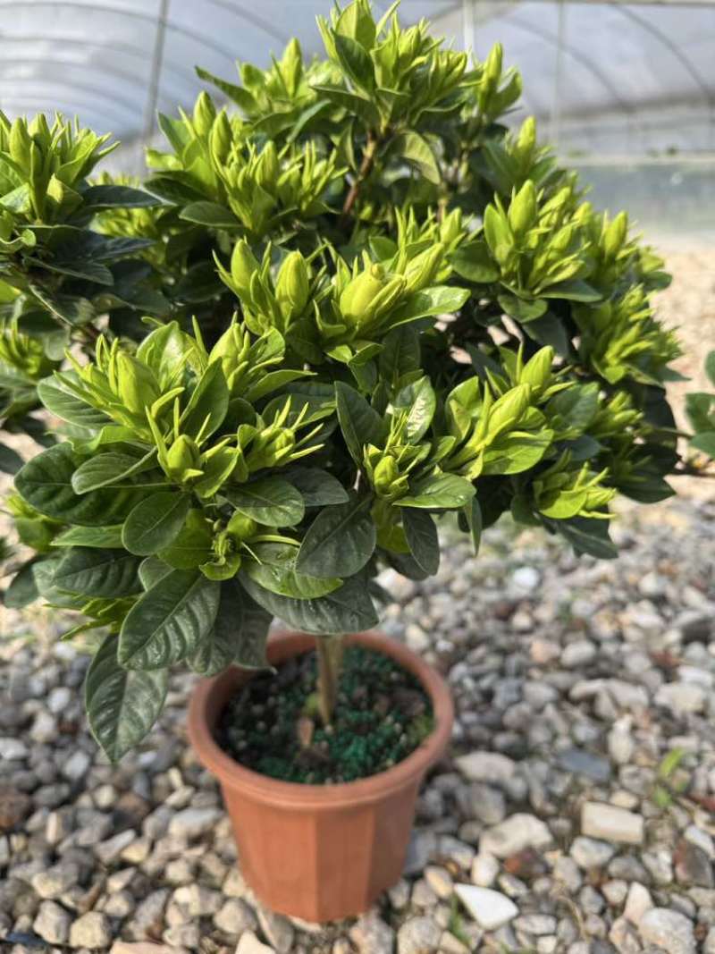 栀子花盆栽带花苞四季开花室内桌面绿植大叶老桩浓香好养水培植物
