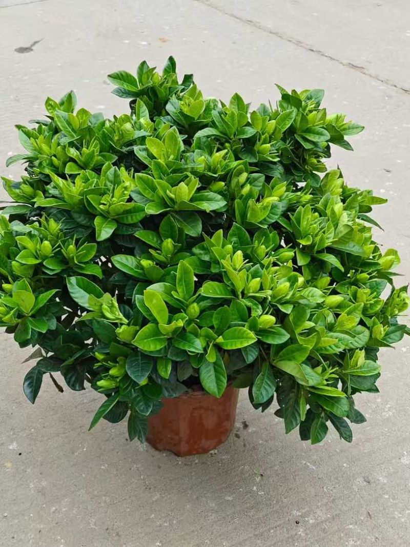 栀子花盆栽带花苞四季开花室内桌面绿植大叶老桩浓香好养水培植物