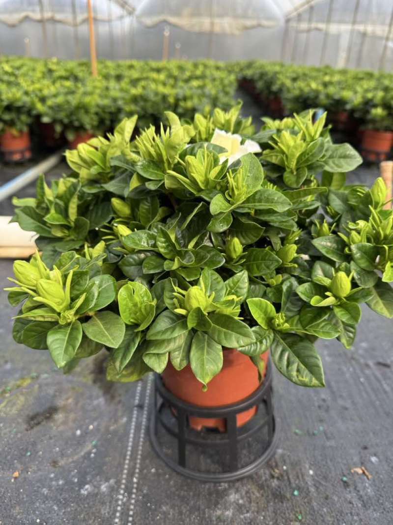 栀子花盆栽带花苞四季开花室内桌面绿植大叶老桩浓香好养水培植物