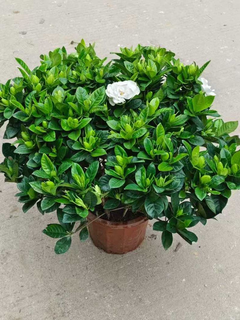 栀子花盆栽带花苞四季开花室内桌面绿植大叶老桩浓香好养水培植物