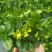 栀子花盆栽带花苞四季开花室内桌面绿植大叶老桩浓香好养水培植物
