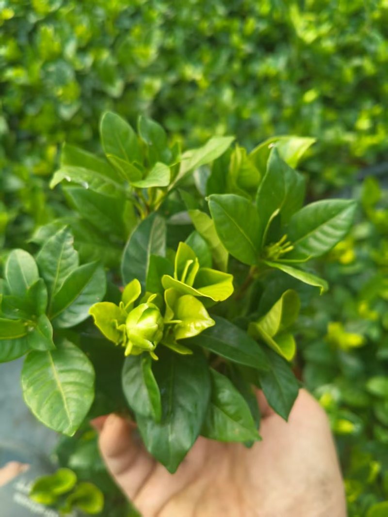 栀子花盆栽带花苞四季开花室内桌面绿植大叶老桩浓香好养水培植物