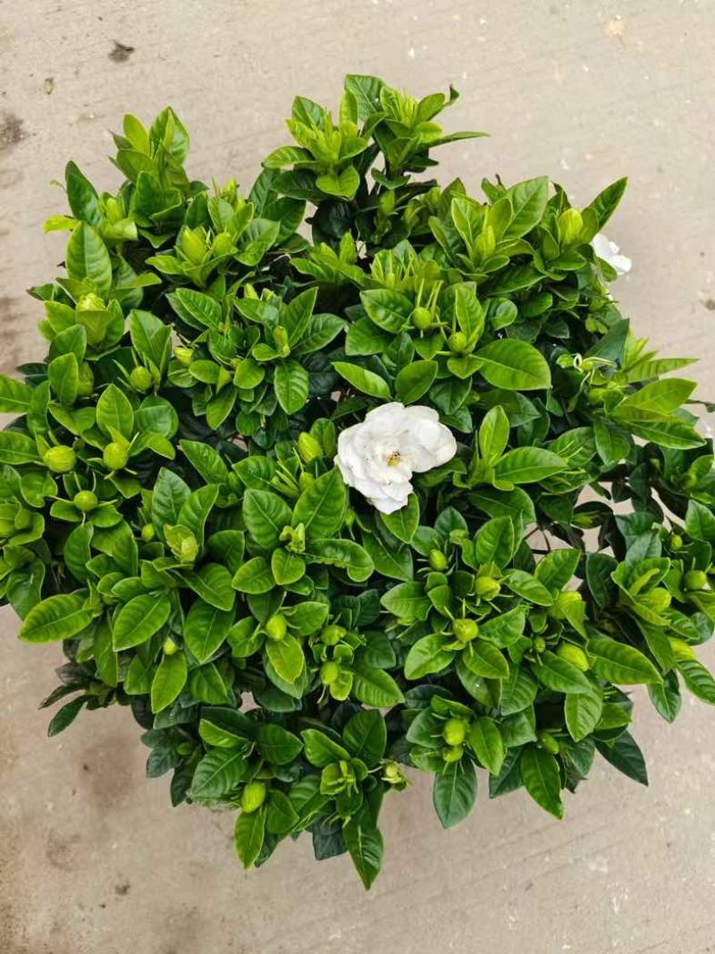 栀子花盆栽带花苞四季开花室内桌面绿植大叶老桩浓香好养水培植物