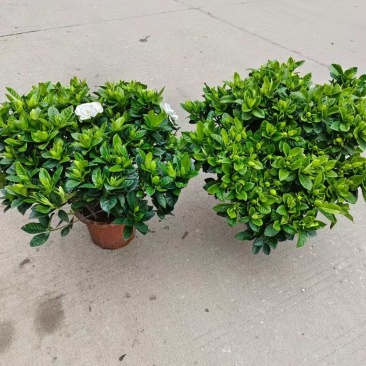 栀子花盆栽带花苞四季开花室内桌面绿植大叶老桩浓香好养水培植物