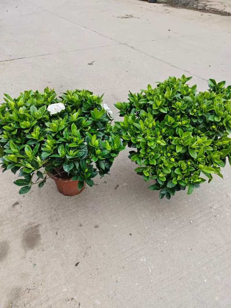 栀子花盆栽带花苞四季开花室内桌面绿植大叶老桩浓香好养水培植物