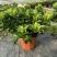 栀子花盆栽带花苞四季开花室内桌面绿植大叶老桩浓香好养水培植物