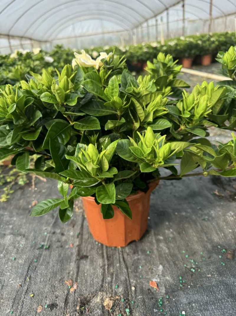 栀子花盆栽带花苞四季开花室内桌面绿植大叶老桩浓香好养水培植物