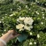 栀子花盆栽带花苞四季开花室内桌面绿植大叶老桩浓香好养水培植物