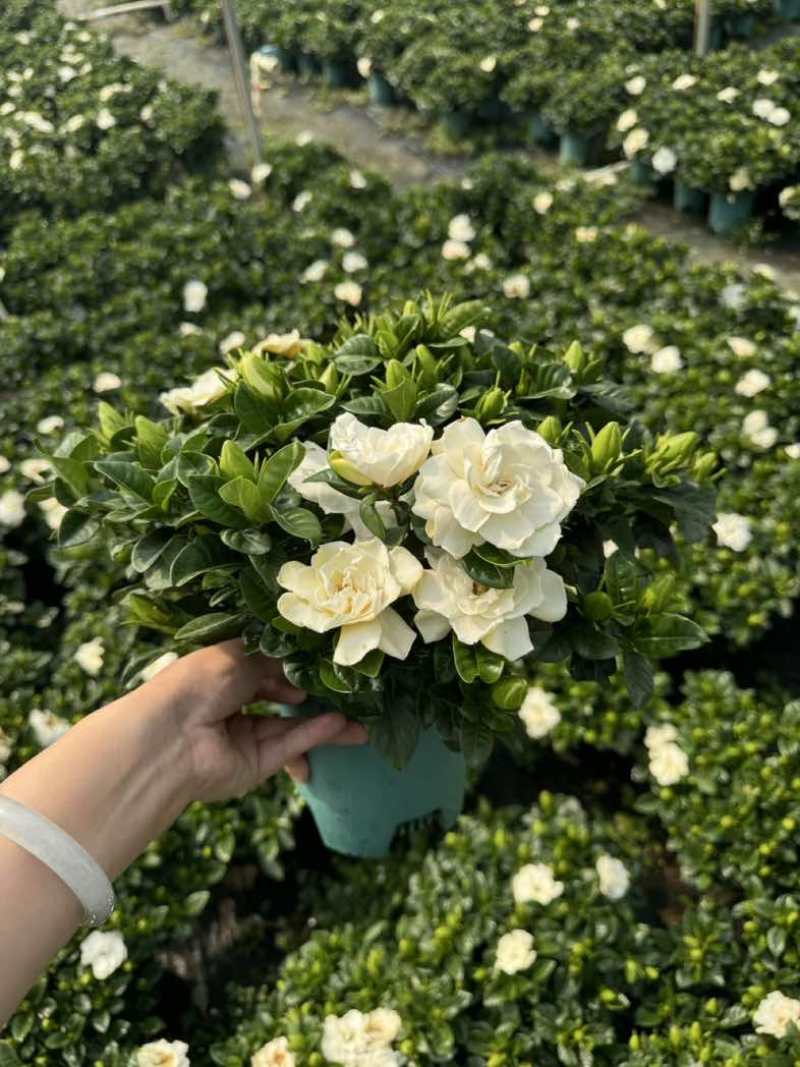 栀子花盆栽带花苞四季开花室内桌面绿植大叶老桩浓香好养水培植物