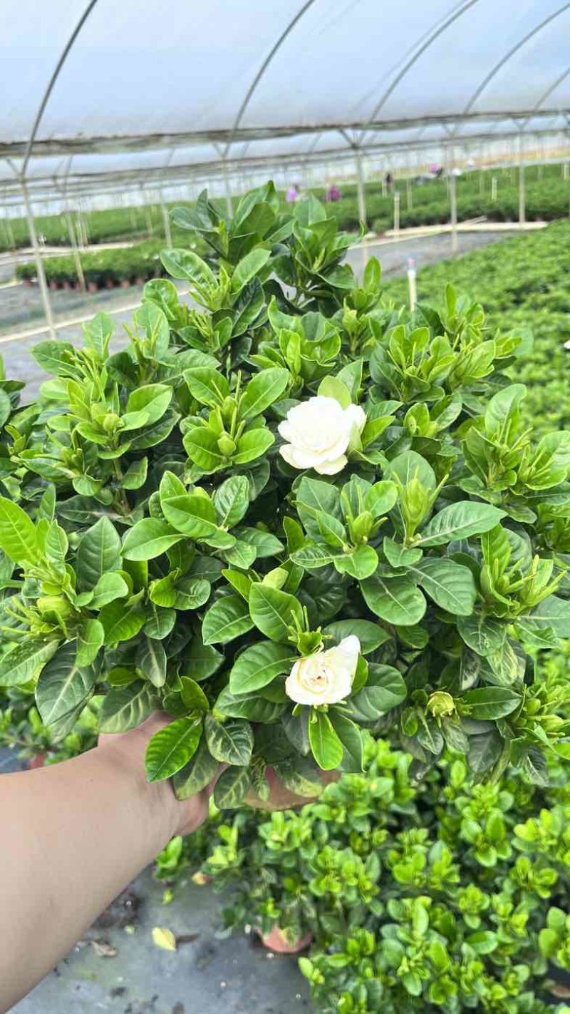 栀子花盆栽带花苞四季开花室内桌面绿植大叶老桩浓香好养水培植物