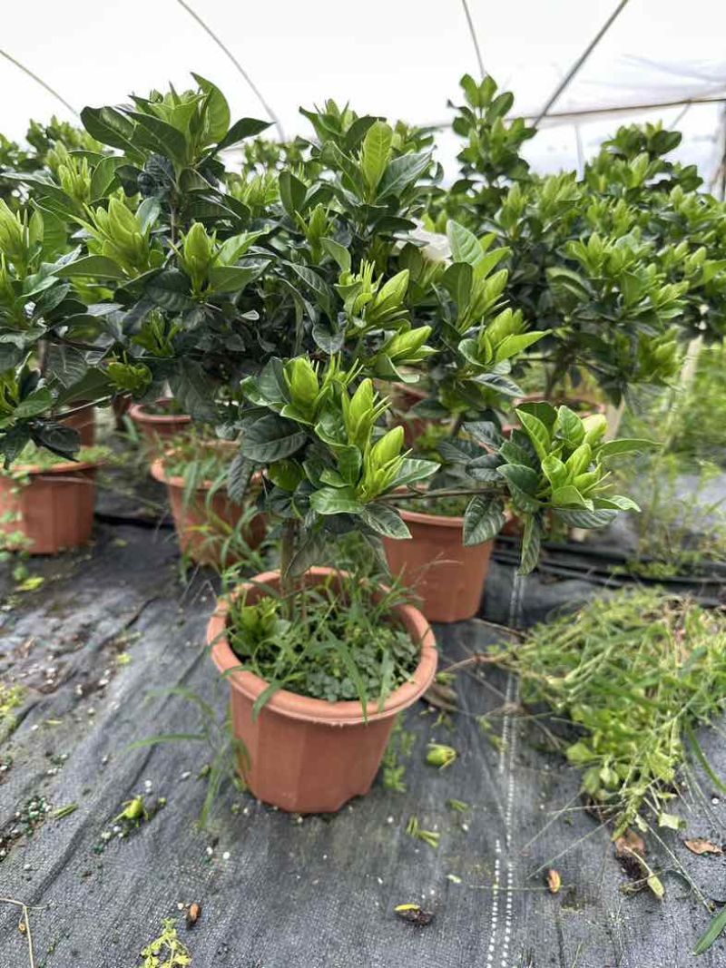 栀子花盆栽带花苞四季开花室内桌面绿植大叶老桩浓香好养水培植物