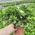 栀子花盆栽带花苞四季开花室内桌面绿植大叶老桩浓香好养水培植物