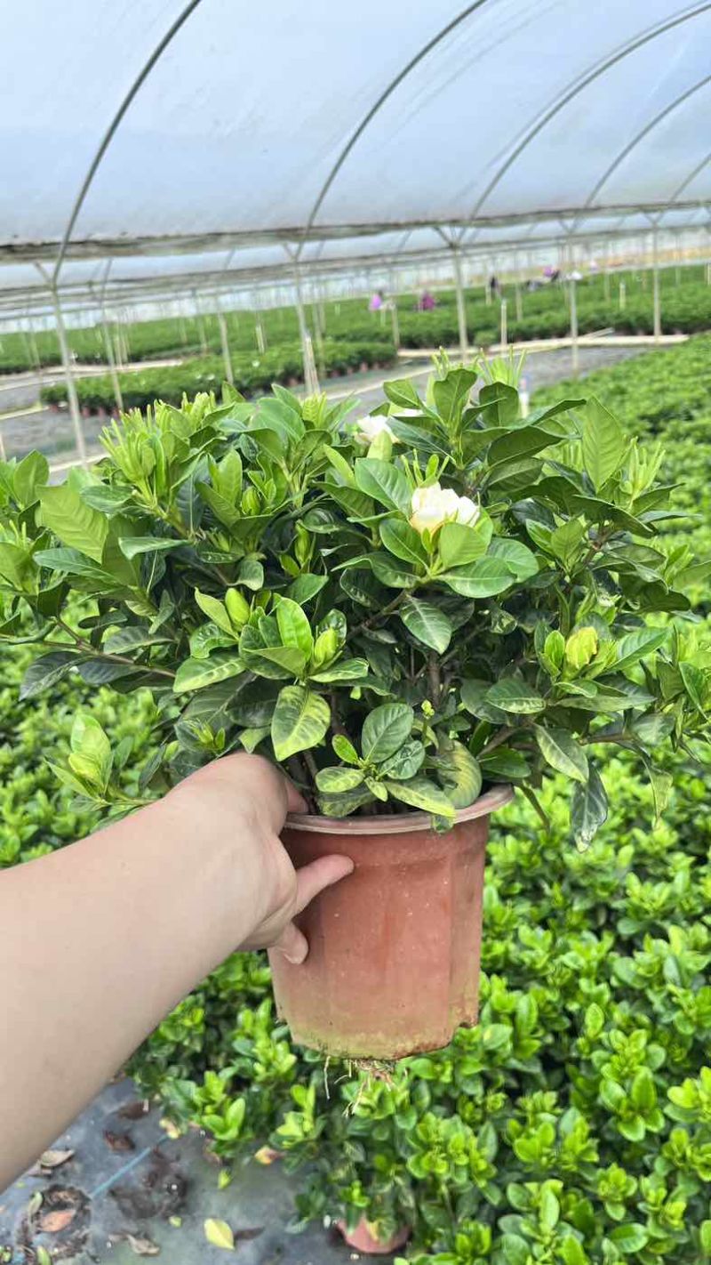 栀子花盆栽带花苞四季开花室内桌面绿植大叶老桩浓香好养水培植物