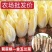 菊苣金玉兰菜根
