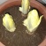 菊苣金玉兰菜根