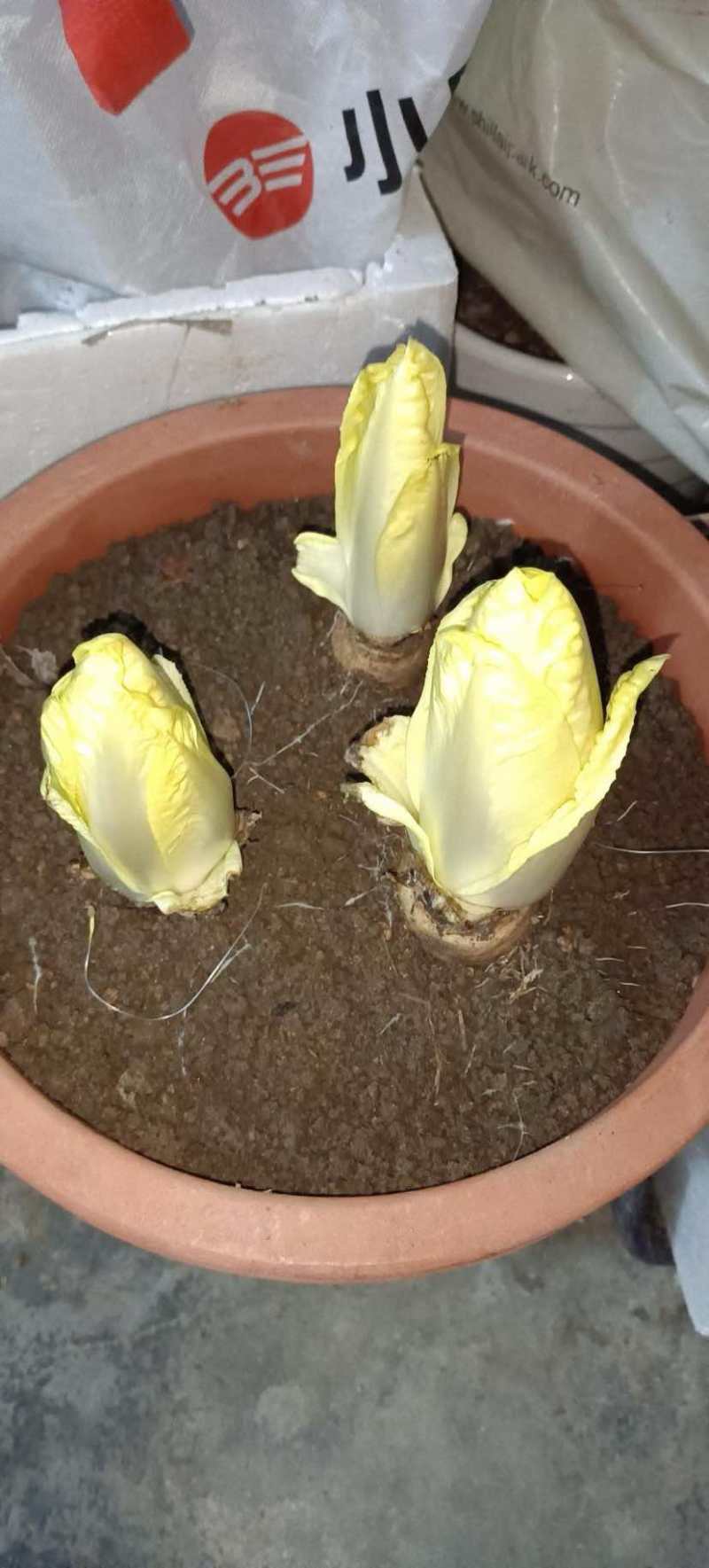 菊苣金玉兰菜根