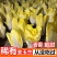 菊苣金玉兰菜根