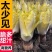 菊苣金玉兰菜根