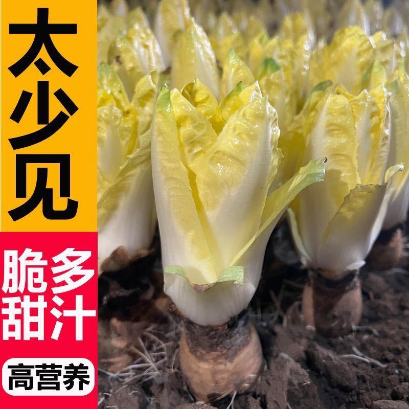 菊苣金玉兰菜根
