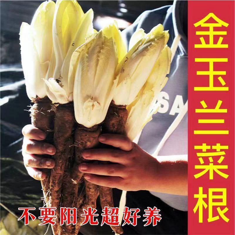 菊苣金玉兰菜根