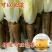 菊苣金玉兰菜根