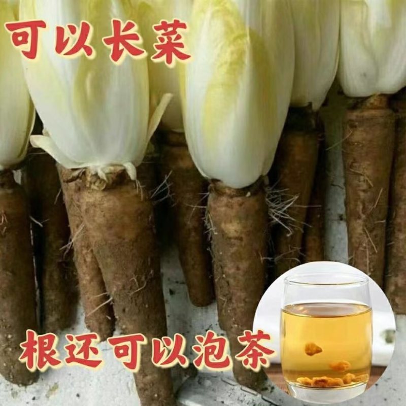 菊苣金玉兰菜根