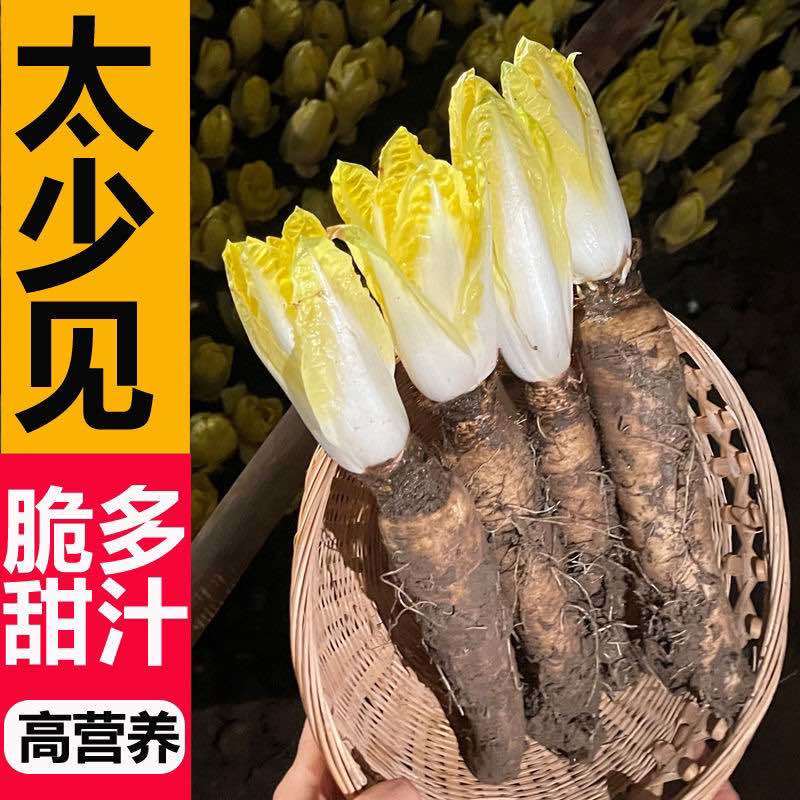 菊苣金玉兰菜根