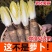 菊苣金玉兰菜根